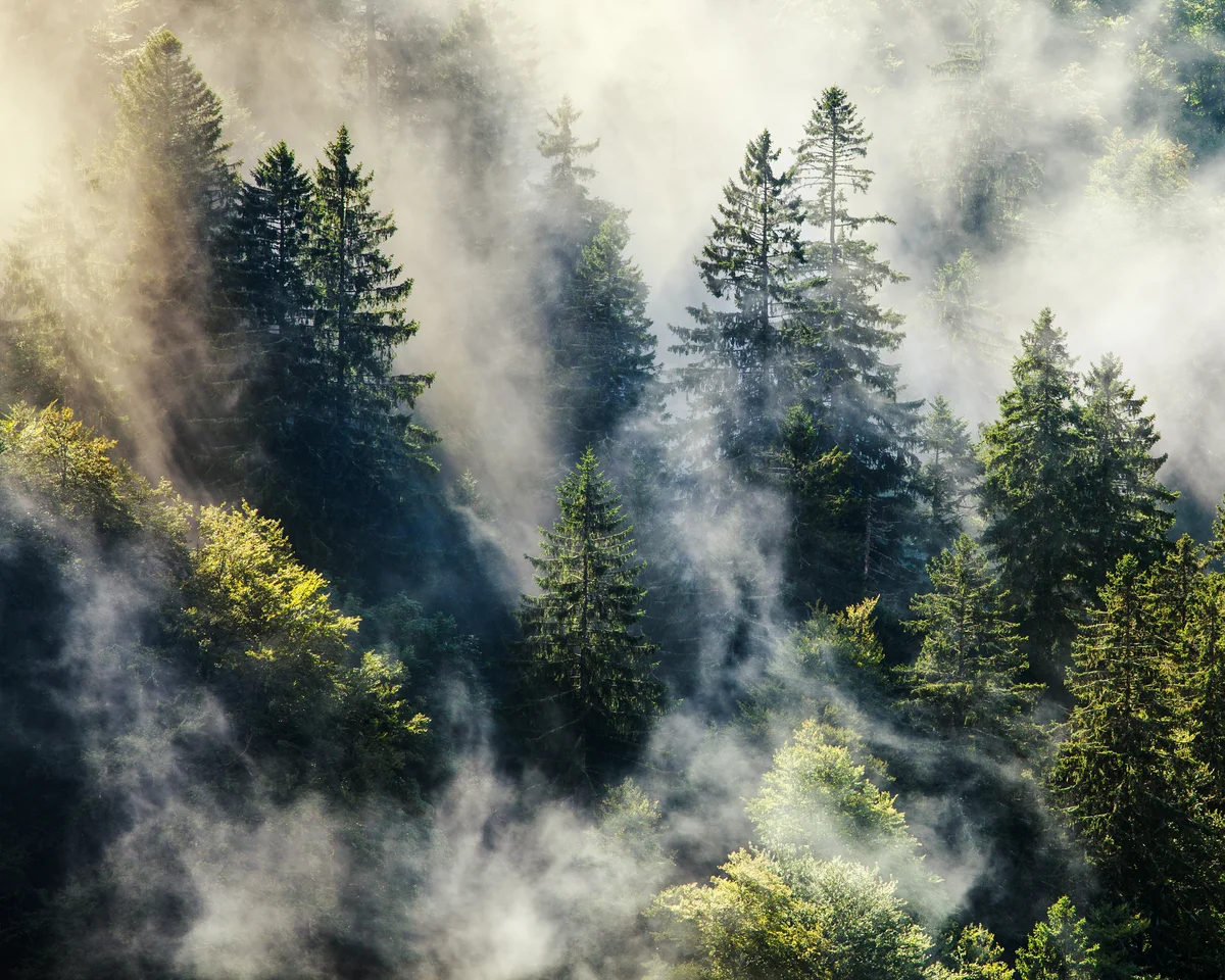 Der Schwarzwald im Nebel