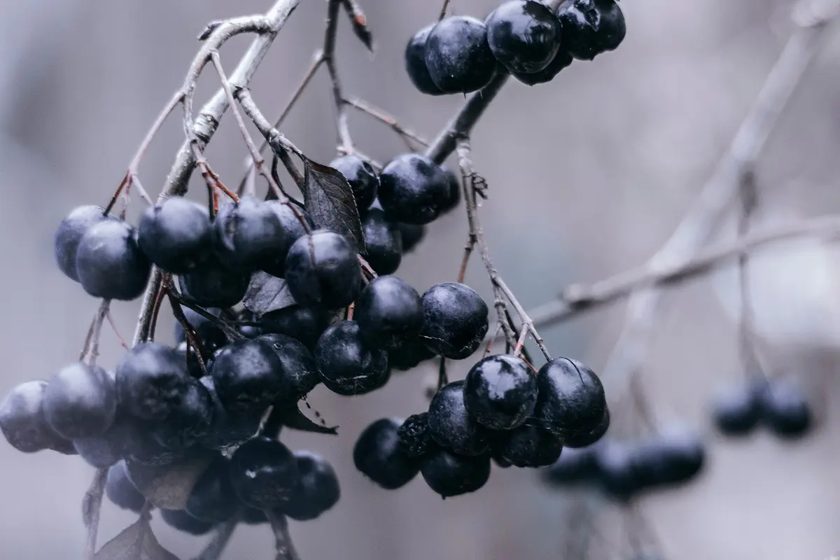 Headergrafik Acai Beere