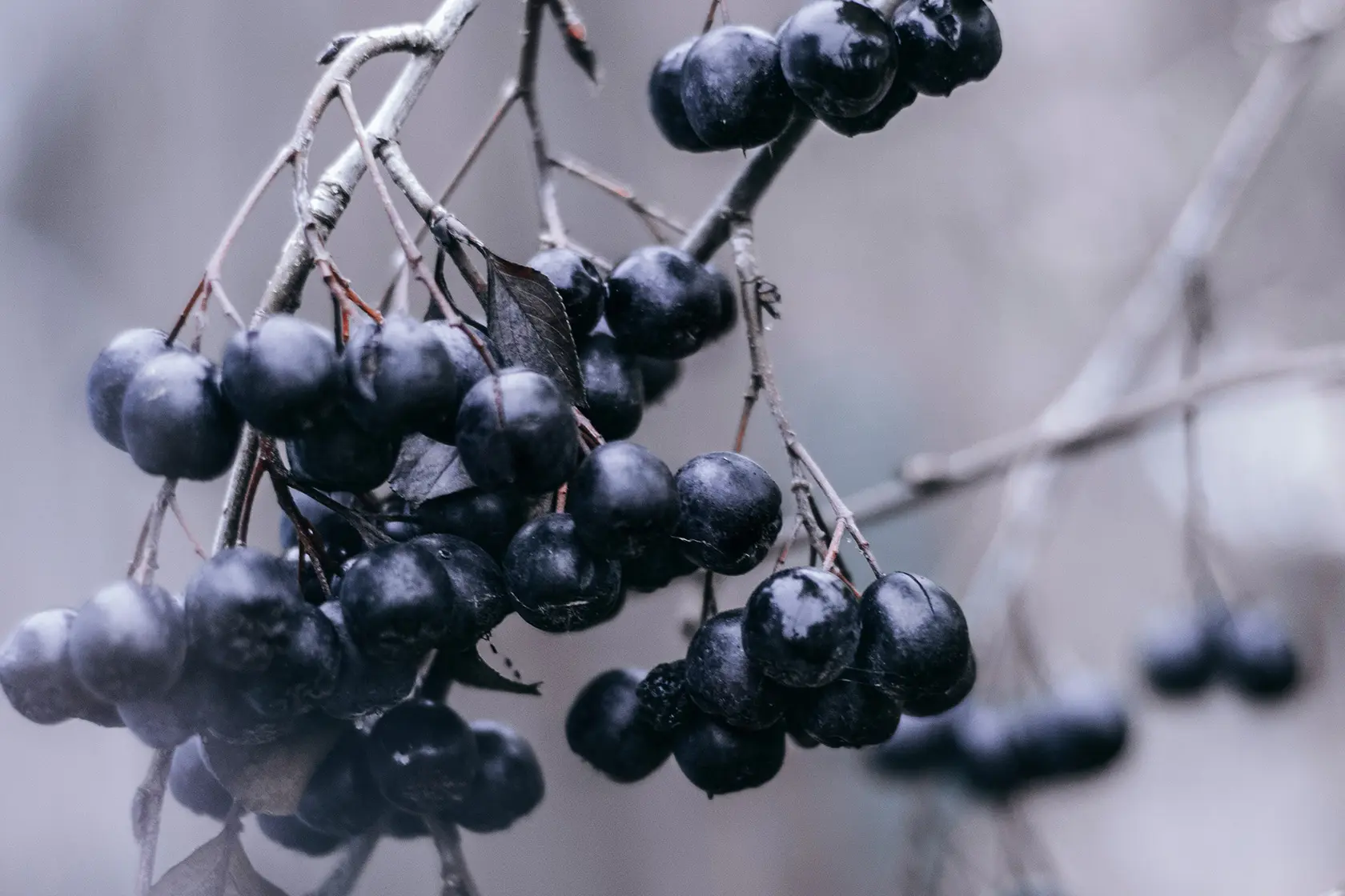 Headergrafik Acai Beere