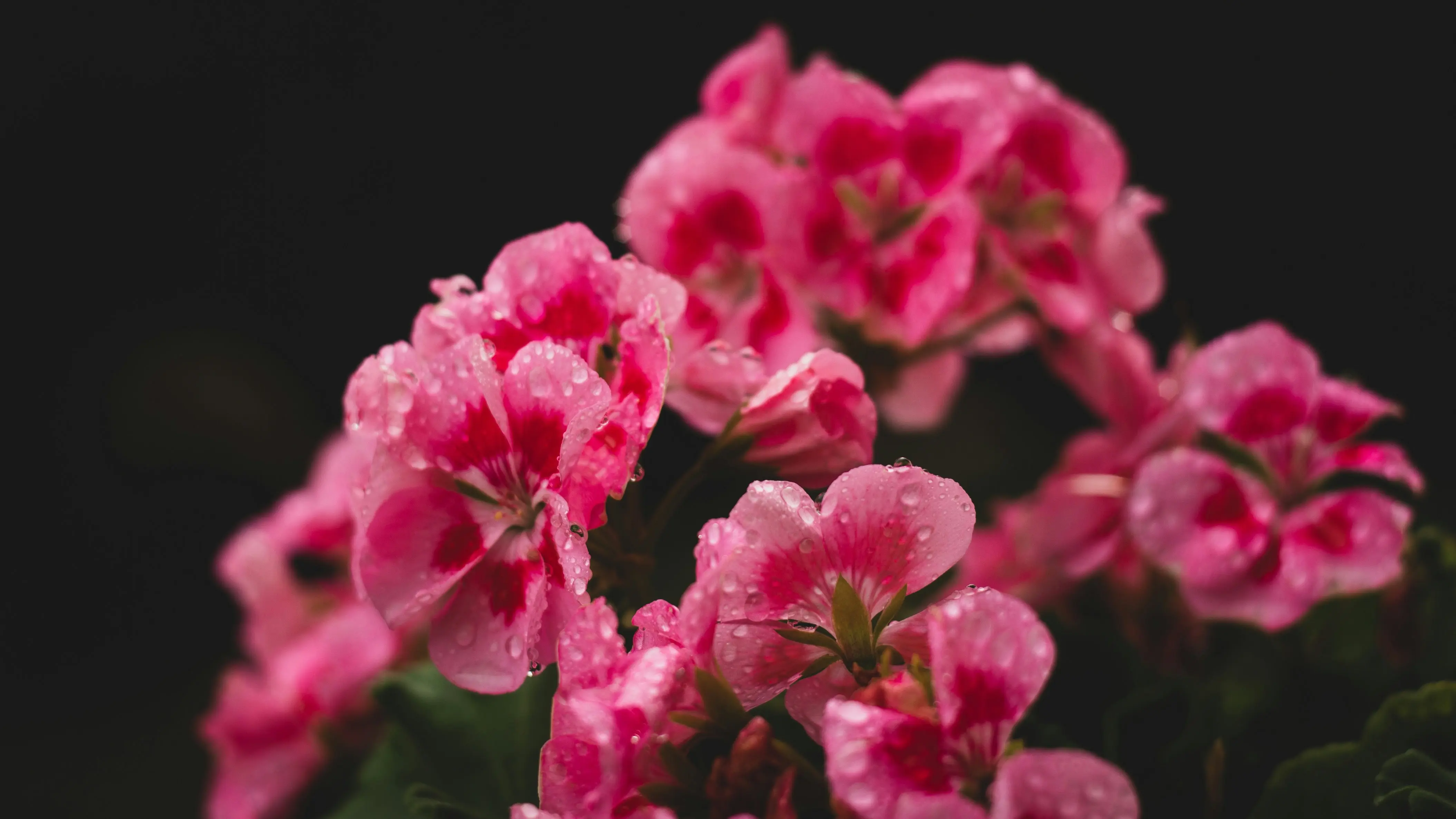 Headergrafik Geranie