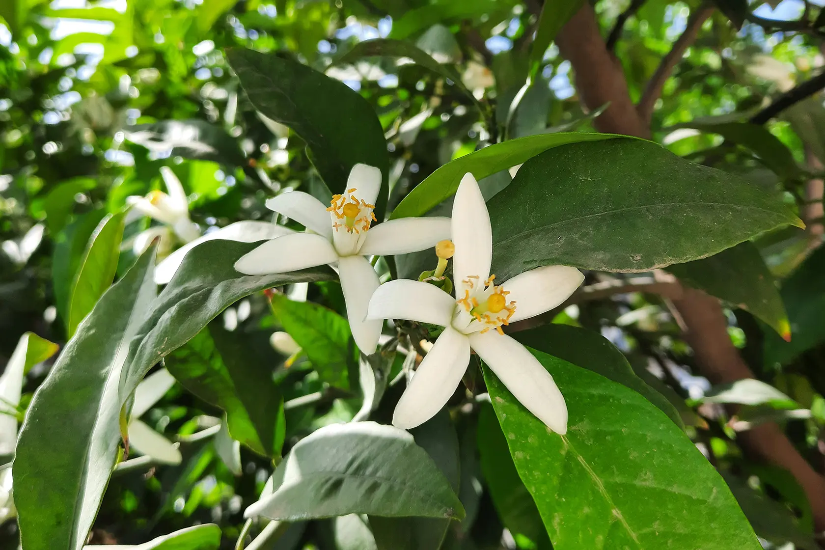Headergrafik Orangenblüte