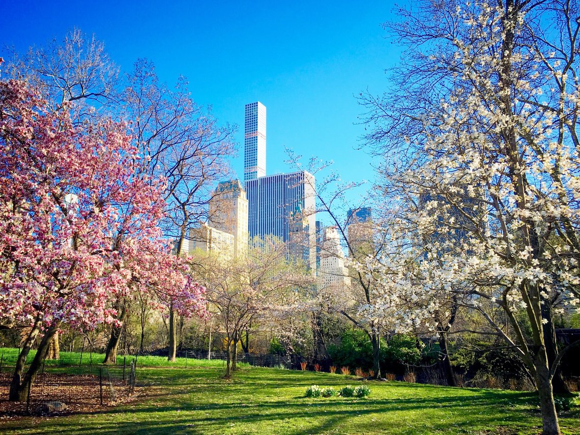 Blühende Bäume im Frühling im Central Park, New York City