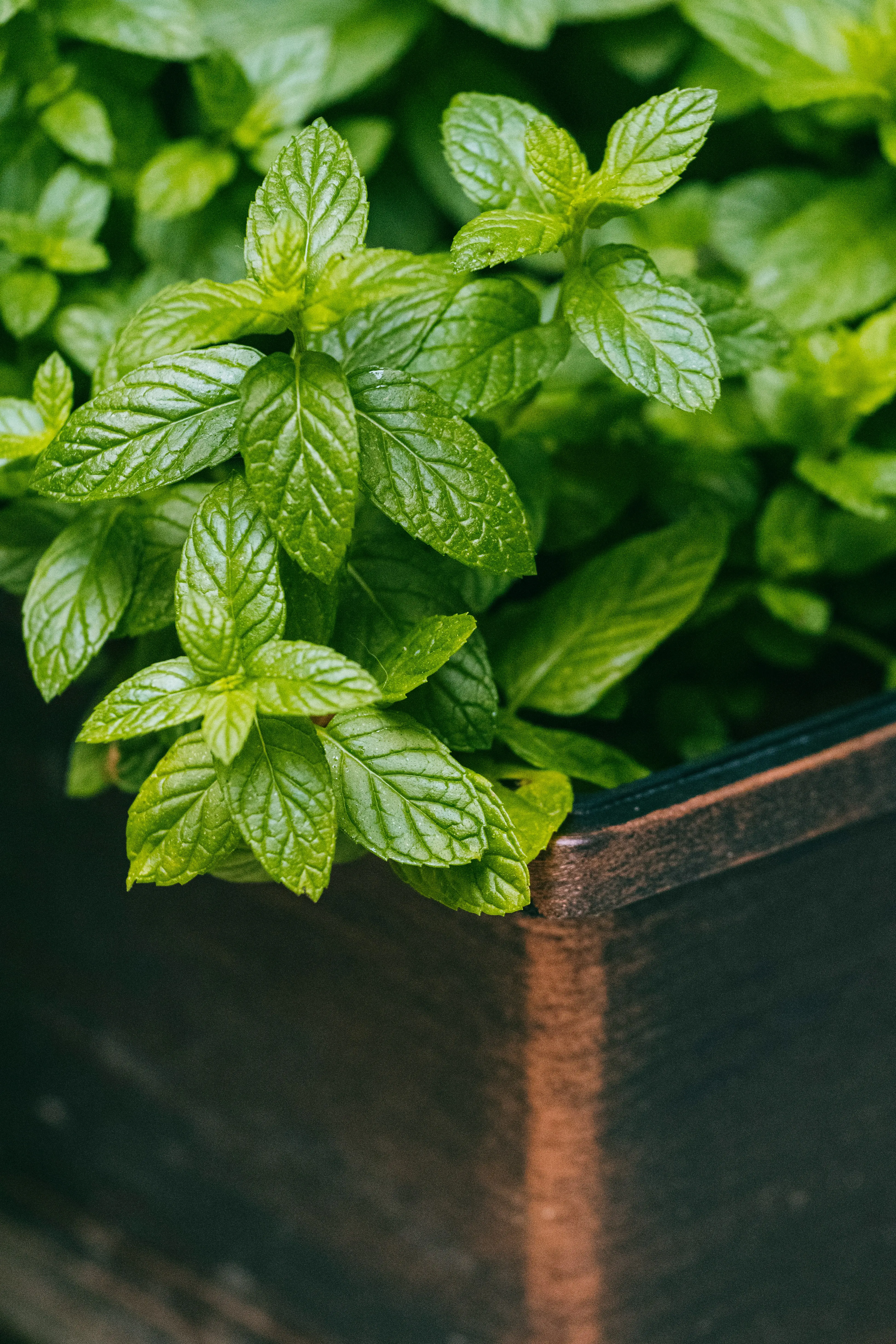 Headergrafik Menthol