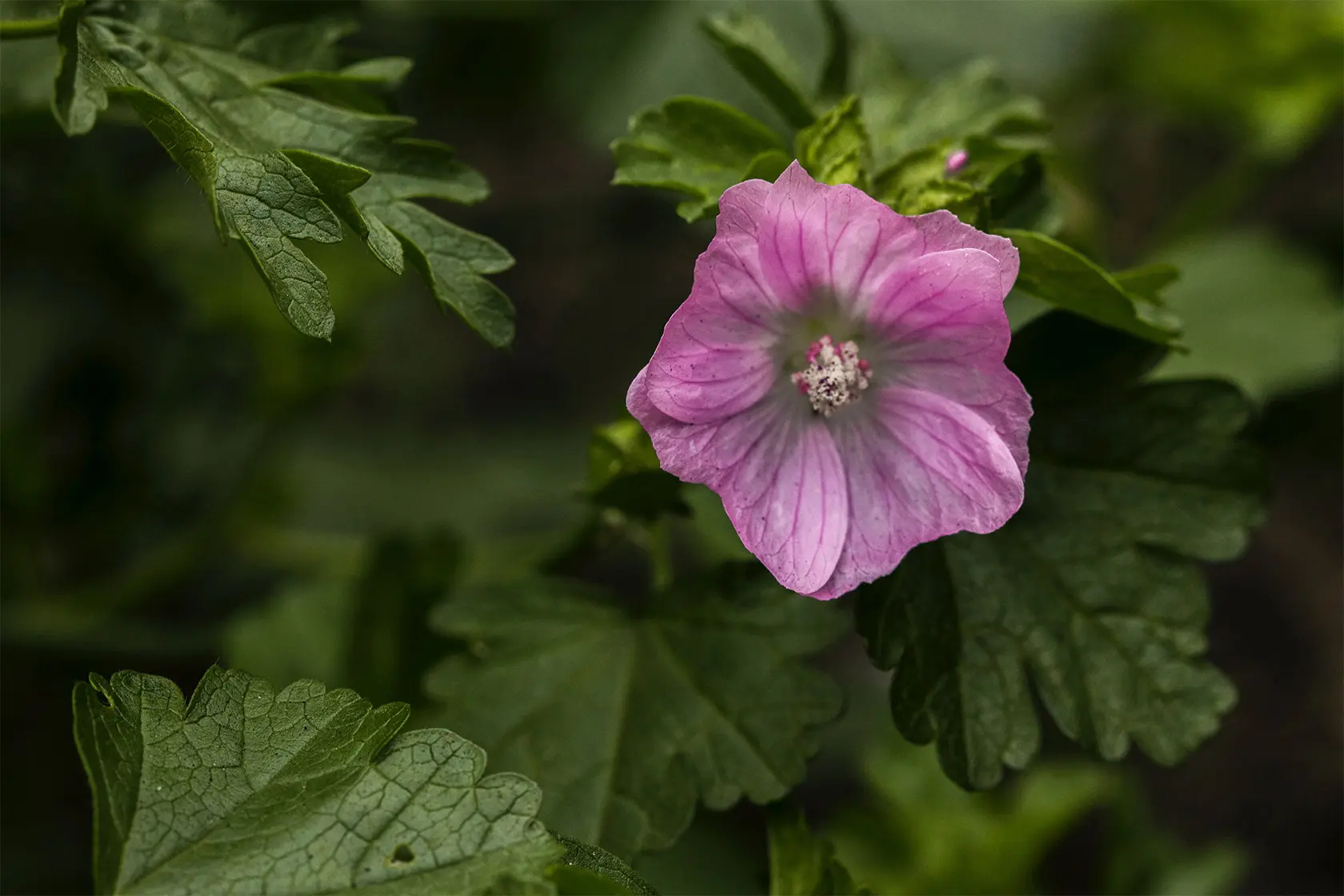 Headergrafik Moschus
