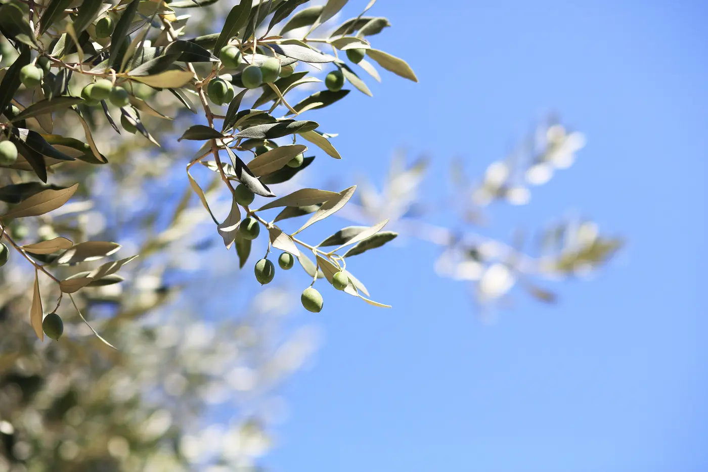 Hydroxytyrosol
