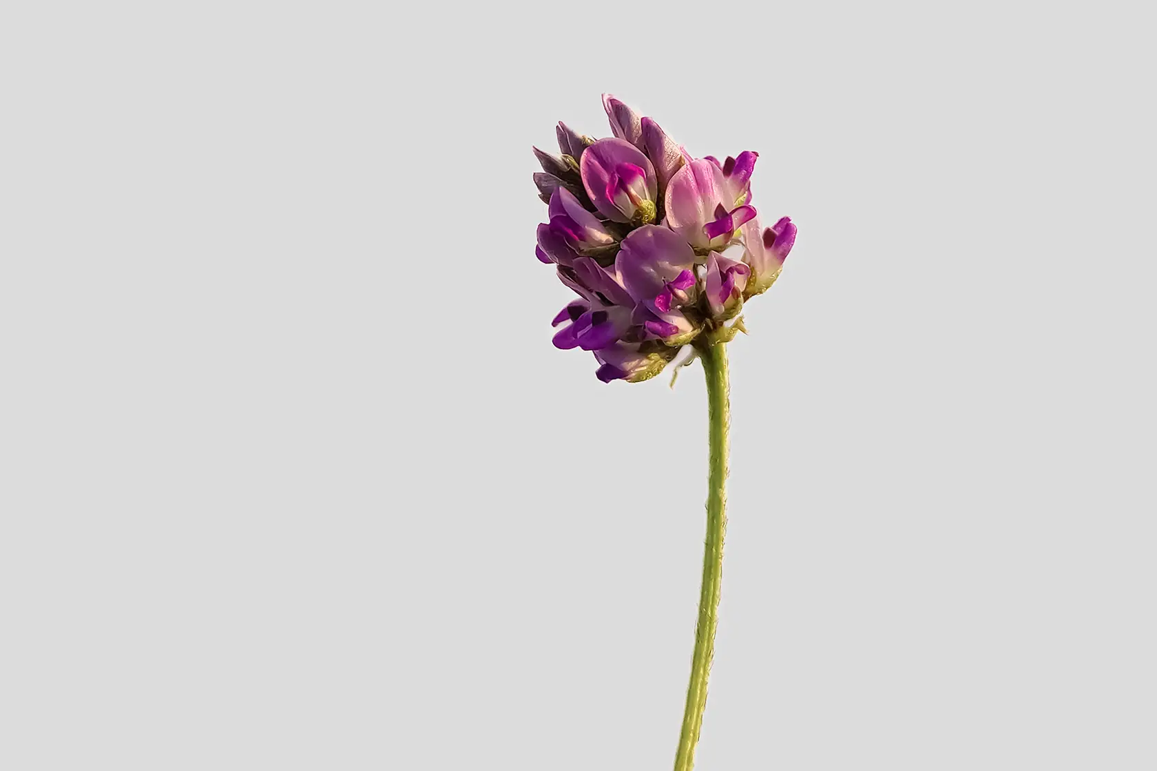Headergrafik Bakuchiol
