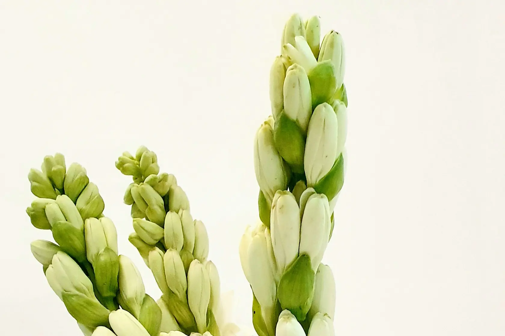 Headergrafik Tuberose