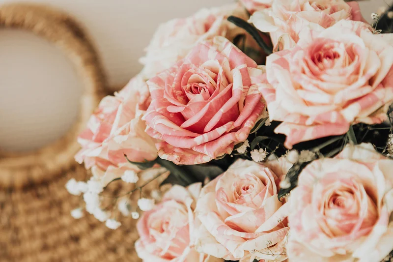 Headergrafik Rose