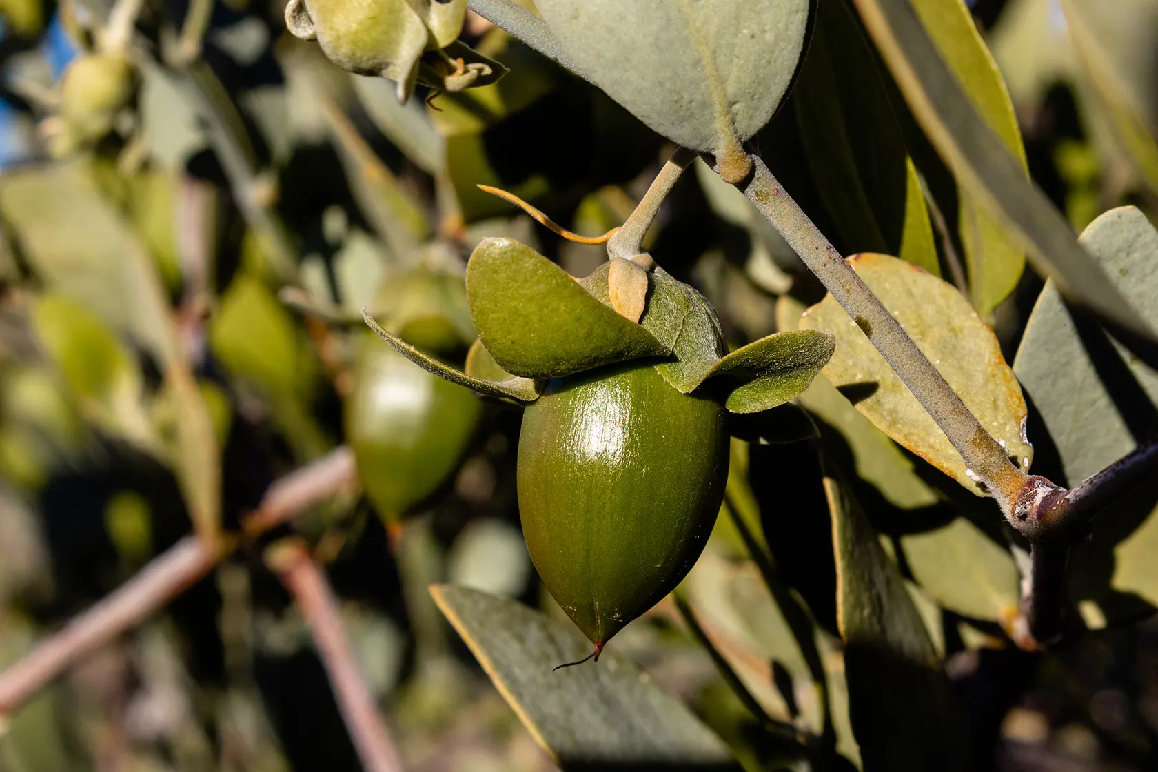 Headergrafik Jojoba