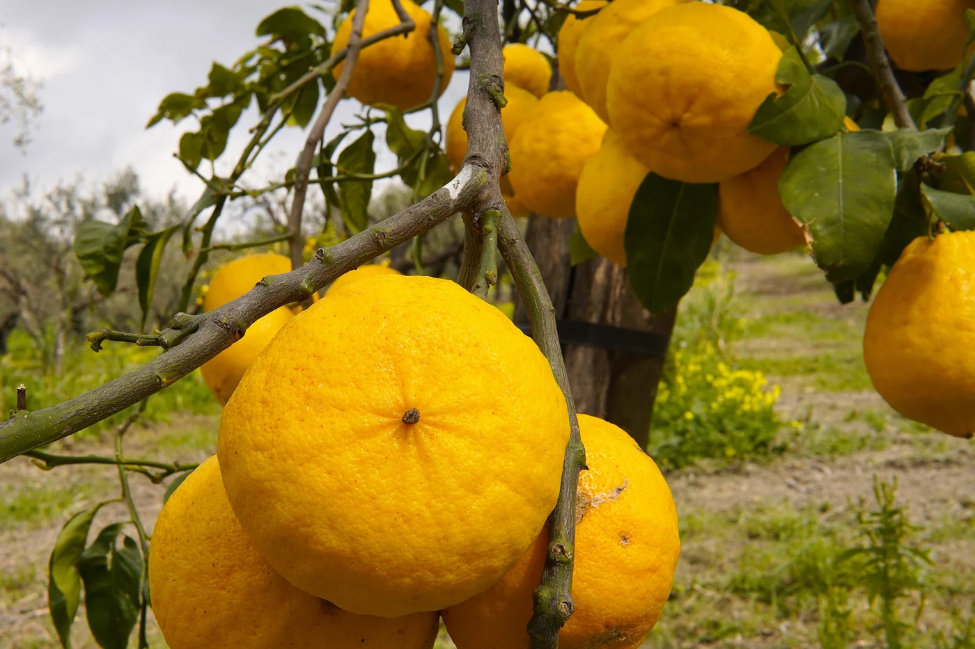 bergamotte-in-süditalien-der-bergamottebaum-ist-mit-reifen-goldgelben-früchten-nahaufnahme