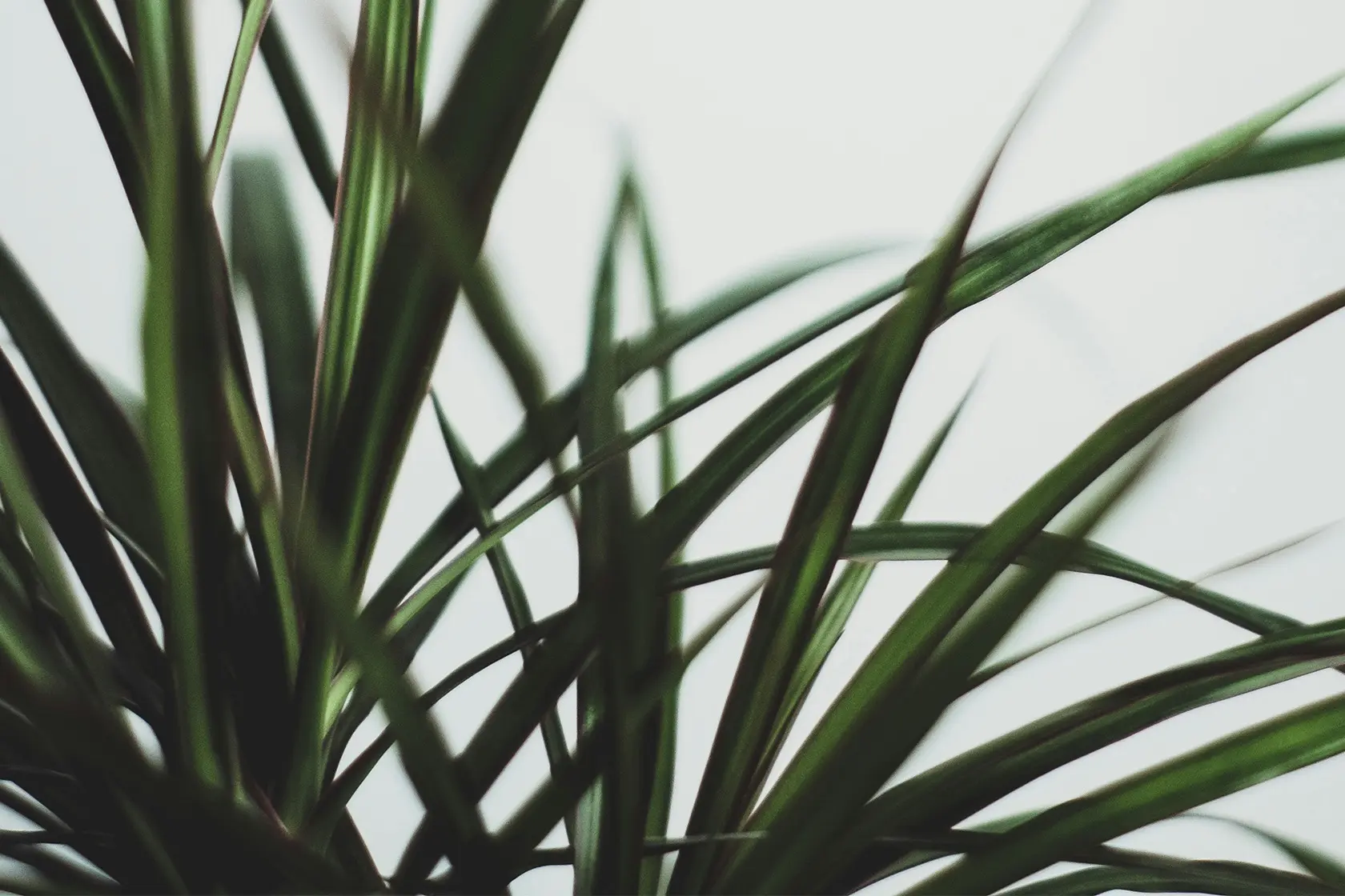 Headergrafik Zellulose