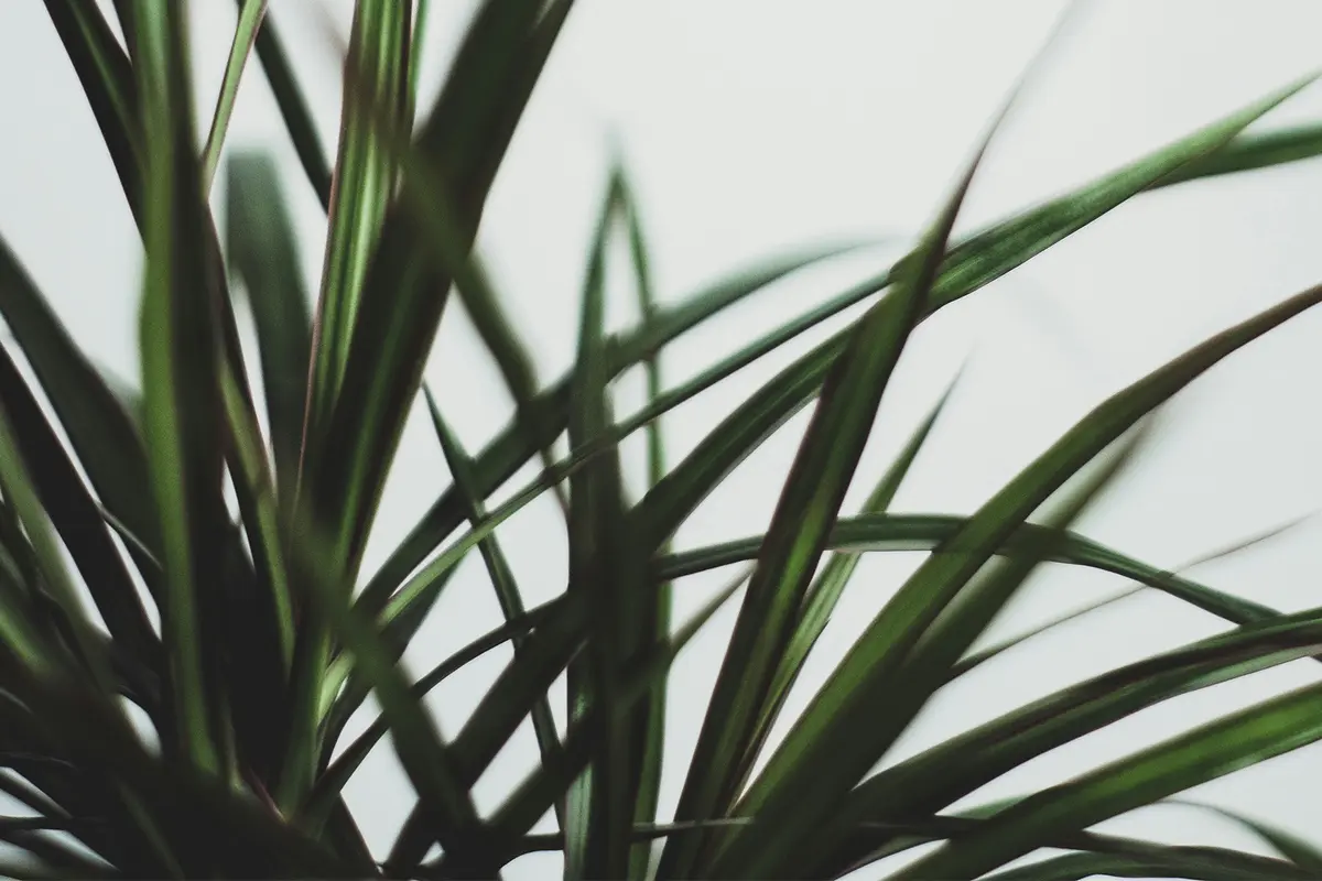 Headergrafik Zellulose