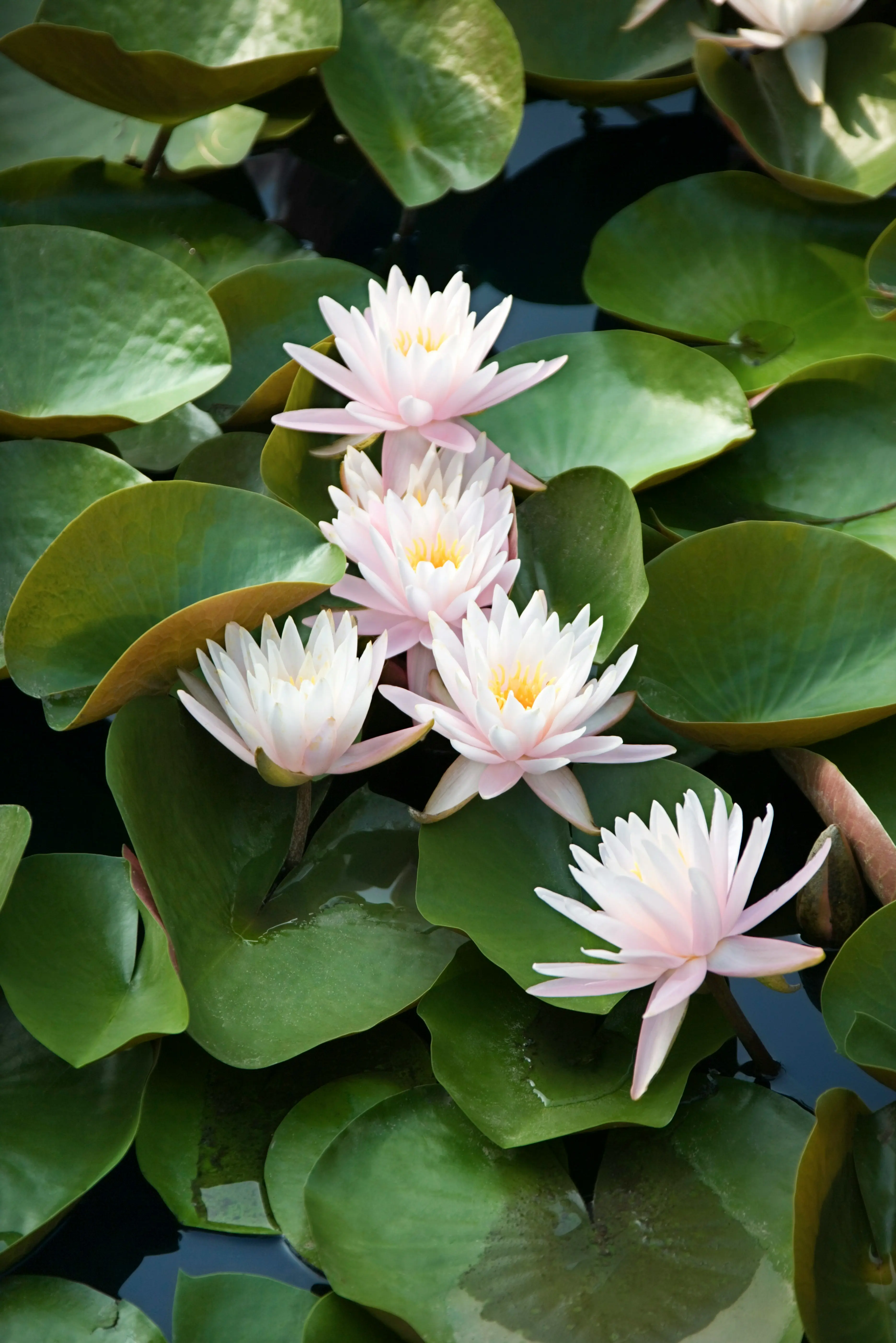 Headergrafik Lotusblüte