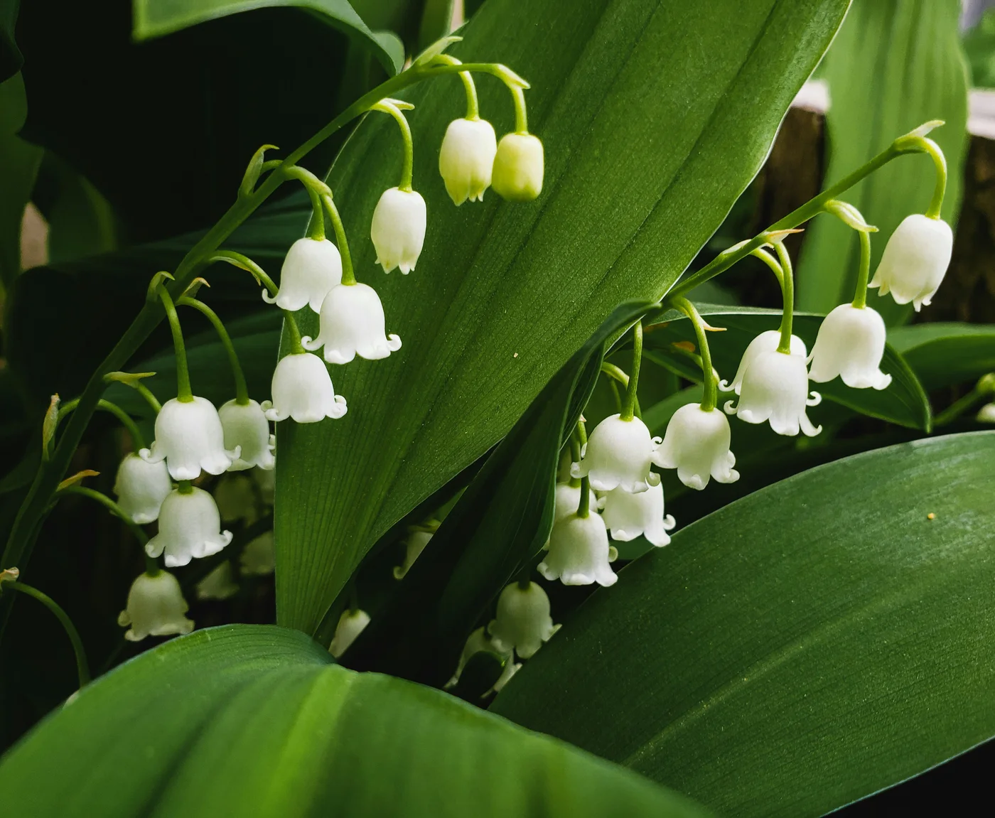 Maiglöckchen Blüten