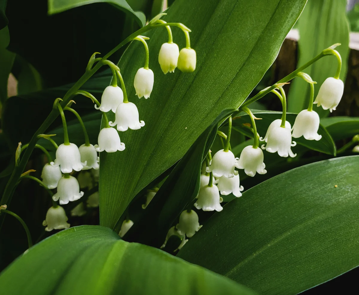 Maiglöckchen Blüten