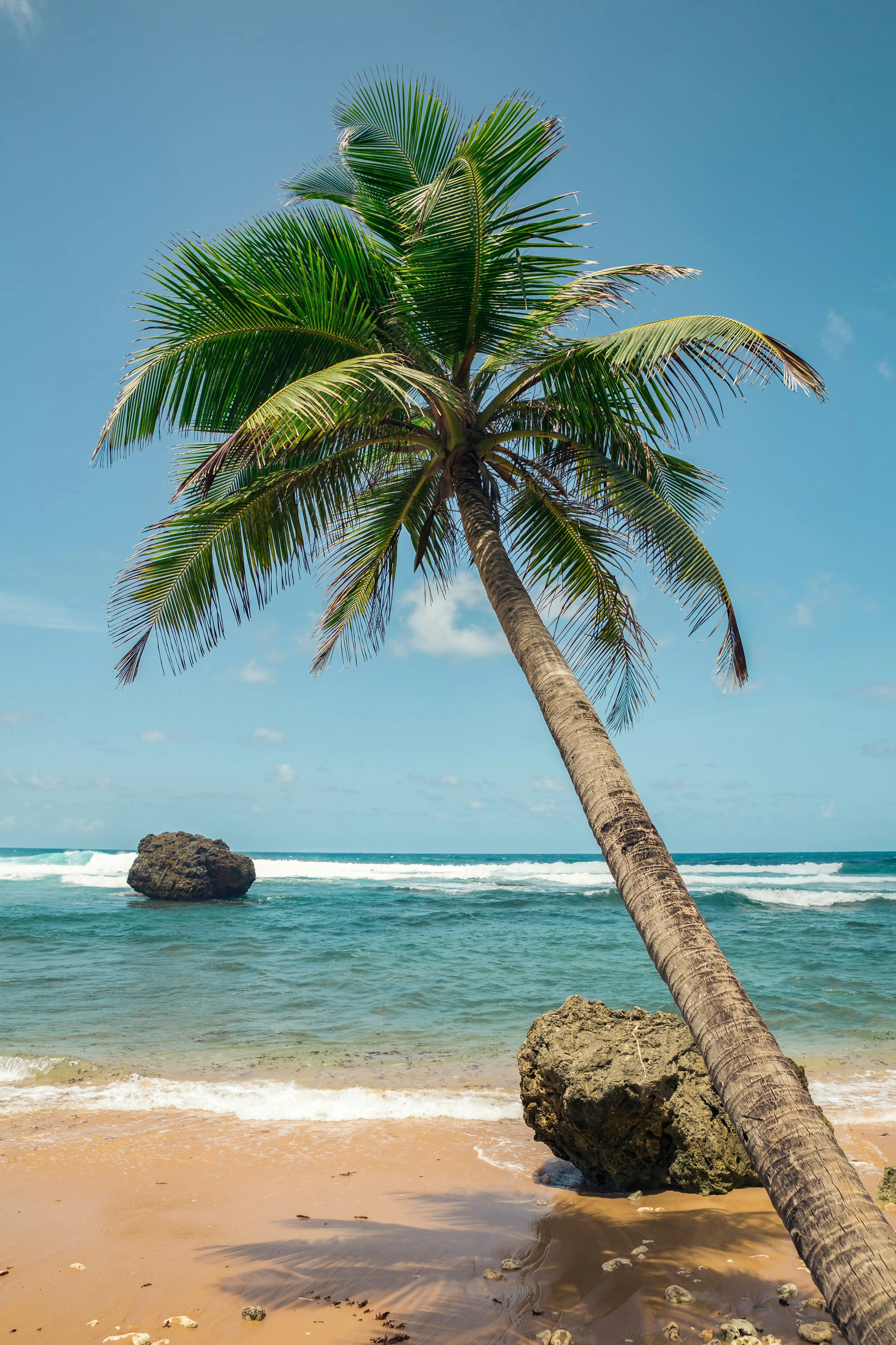 Headergrafik Babassuöl