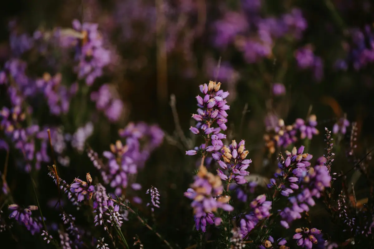 Headergrafik Lavendel-Öl