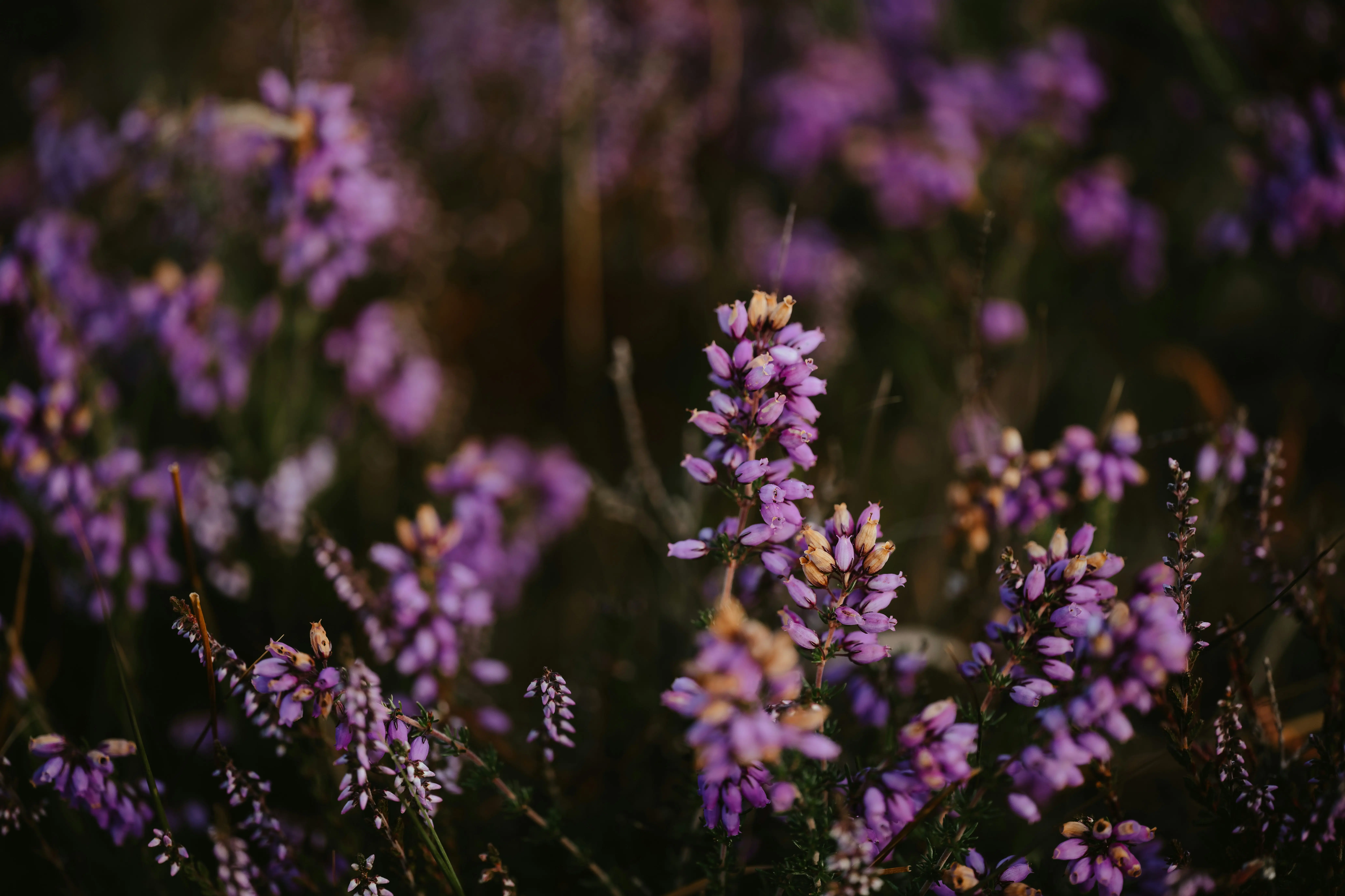 Headergrafik Lavendel-Öl