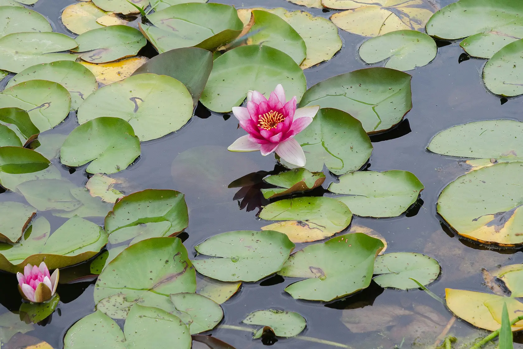 Headergrafik Lotusblüte