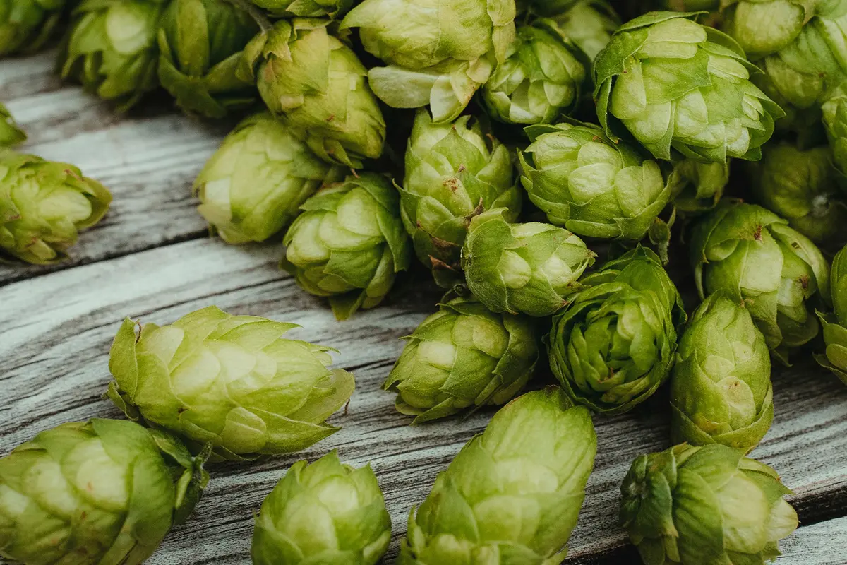 Headergrafik Hopfen