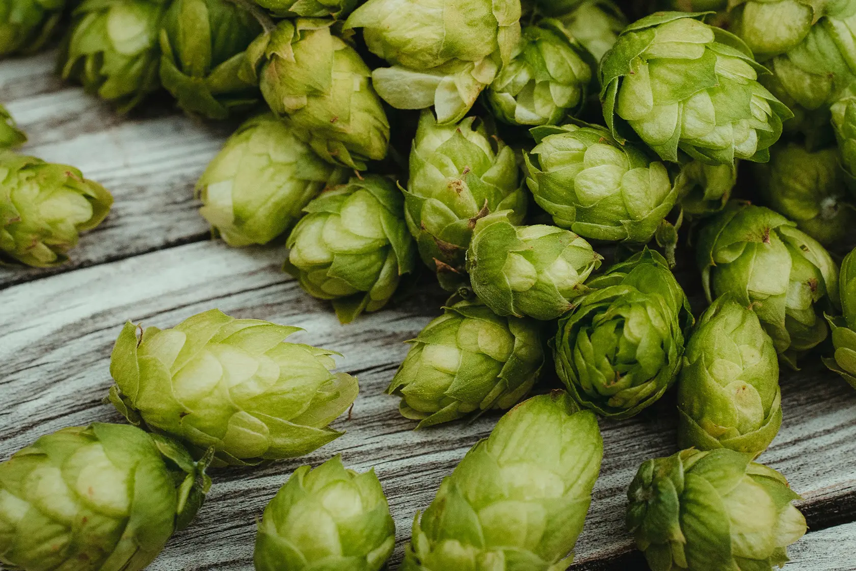 Headergrafik Hopfen
