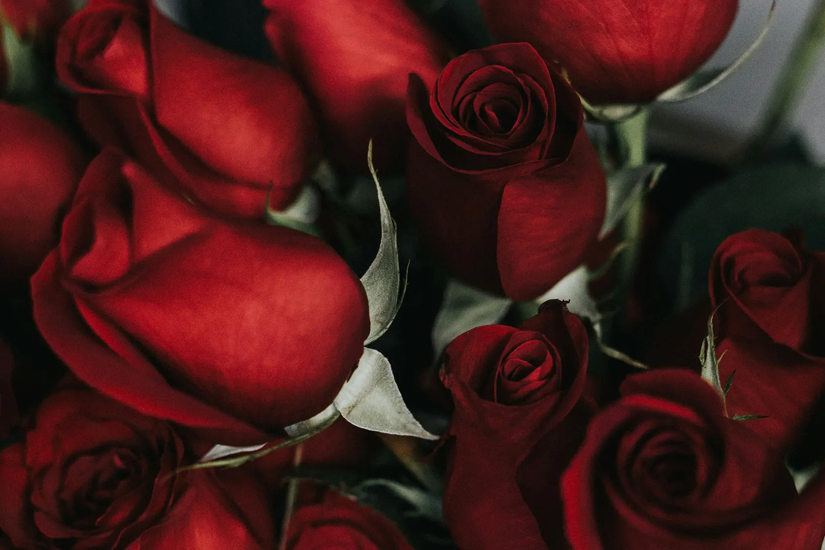 Headergrafik Pheromone Parfum