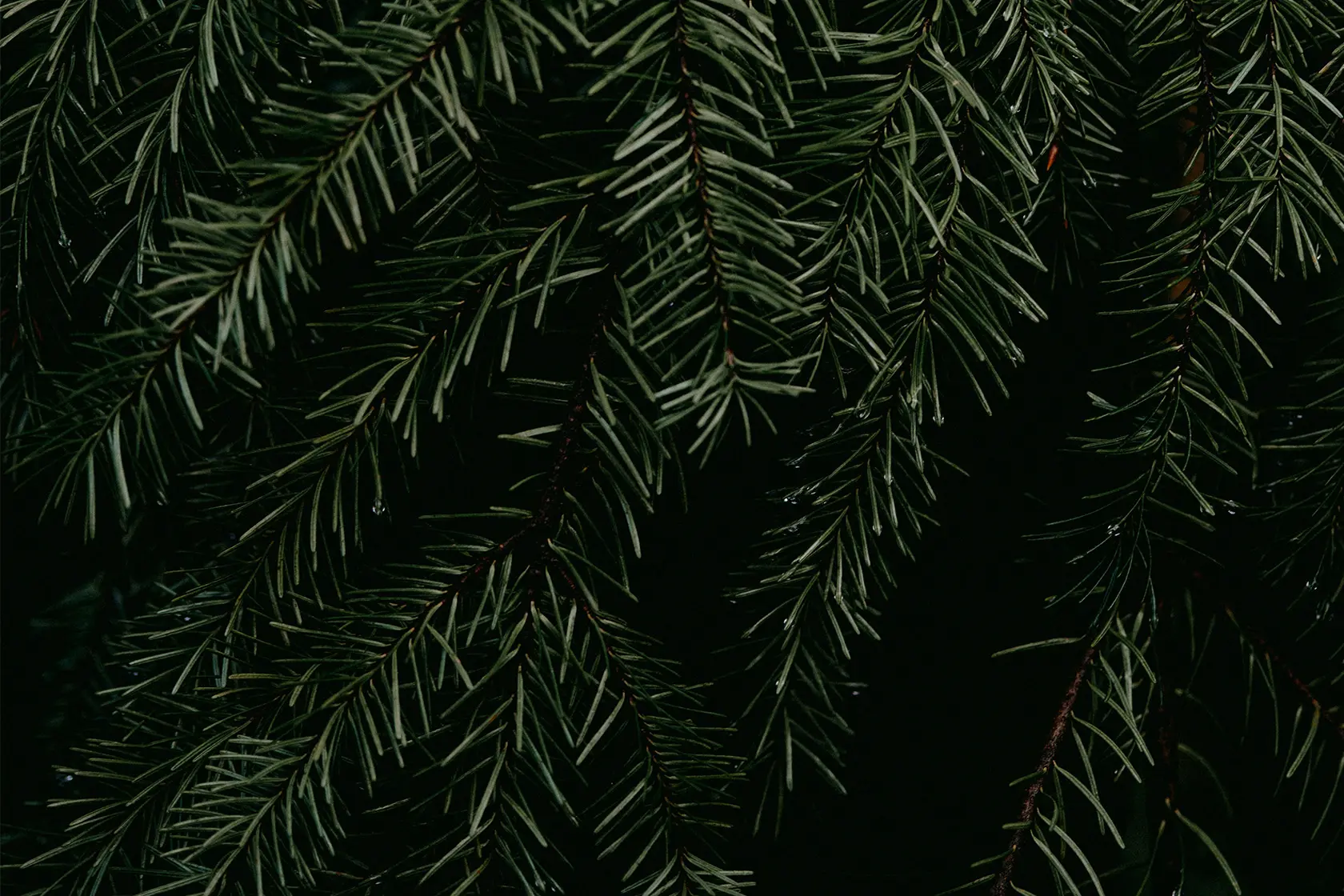 Headergrafik Balsamisch