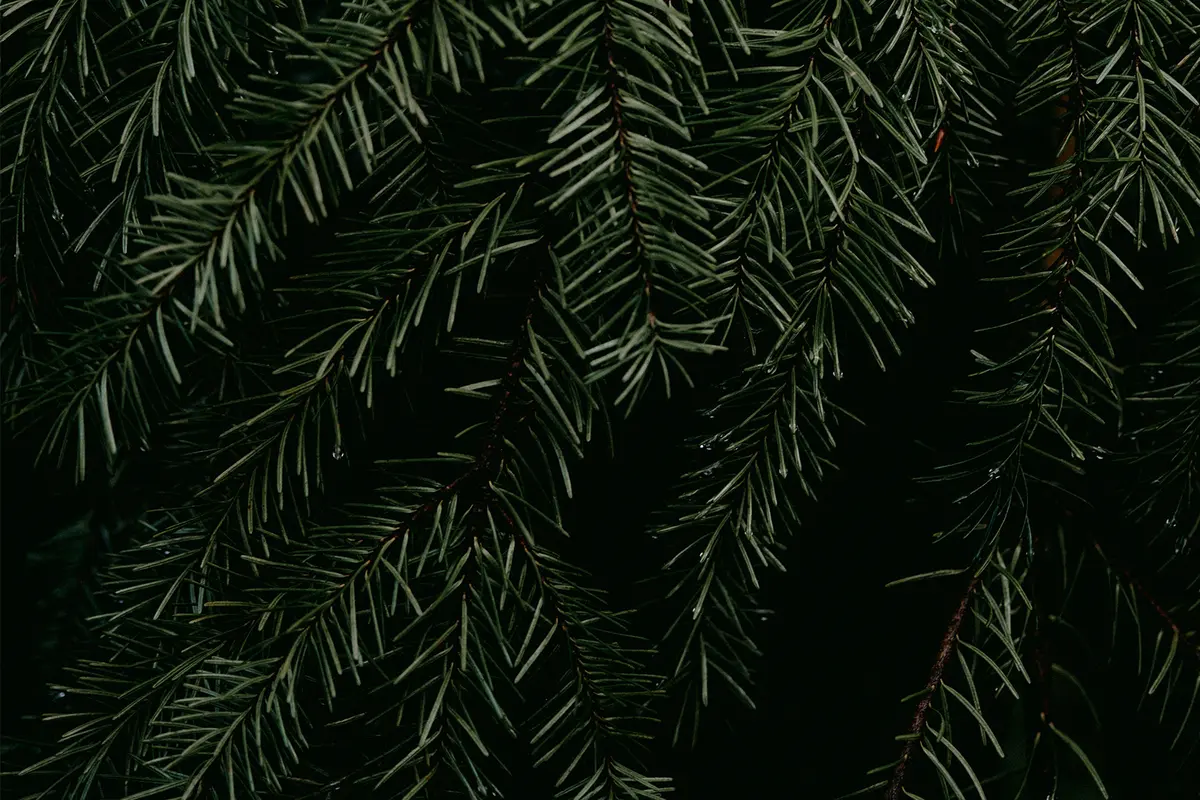 Headergrafik Balsamisch