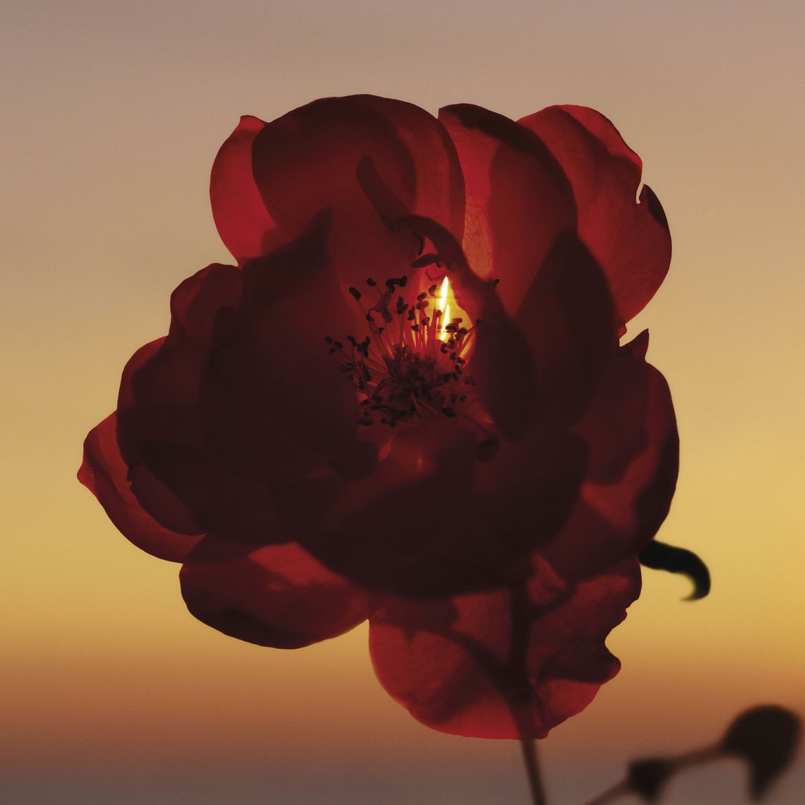 Eine wunderschöne Rose im Abendrot als Hauptingredienz in JIL SANDER SUNSET