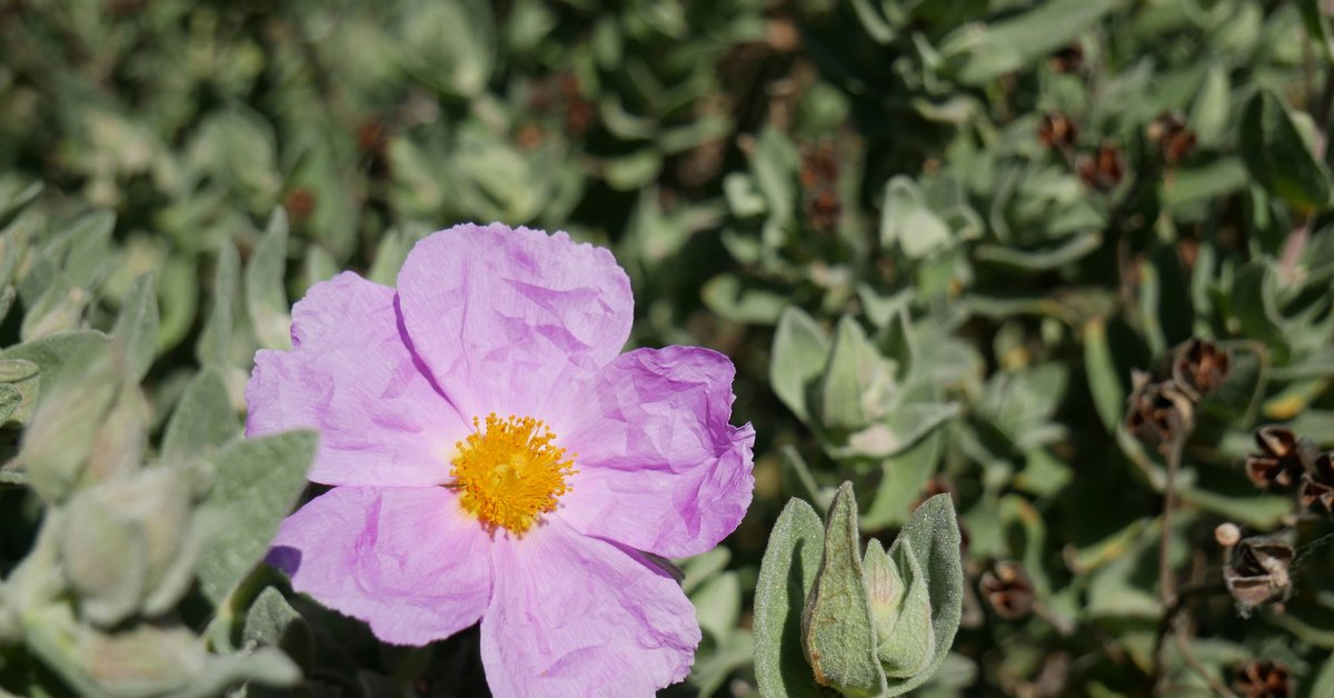 Labdanum | Beautypedia