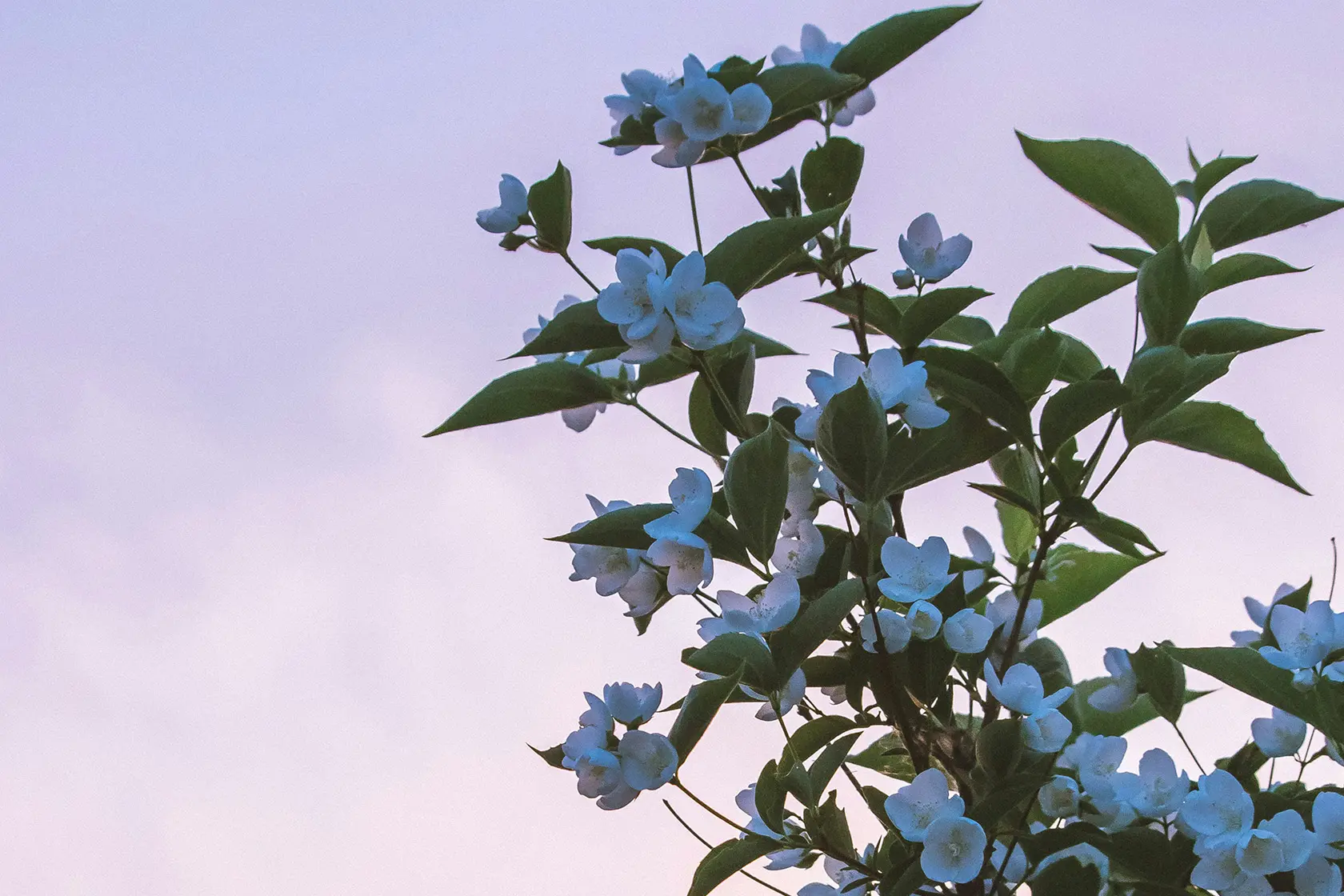 Headergrafik Pudrig