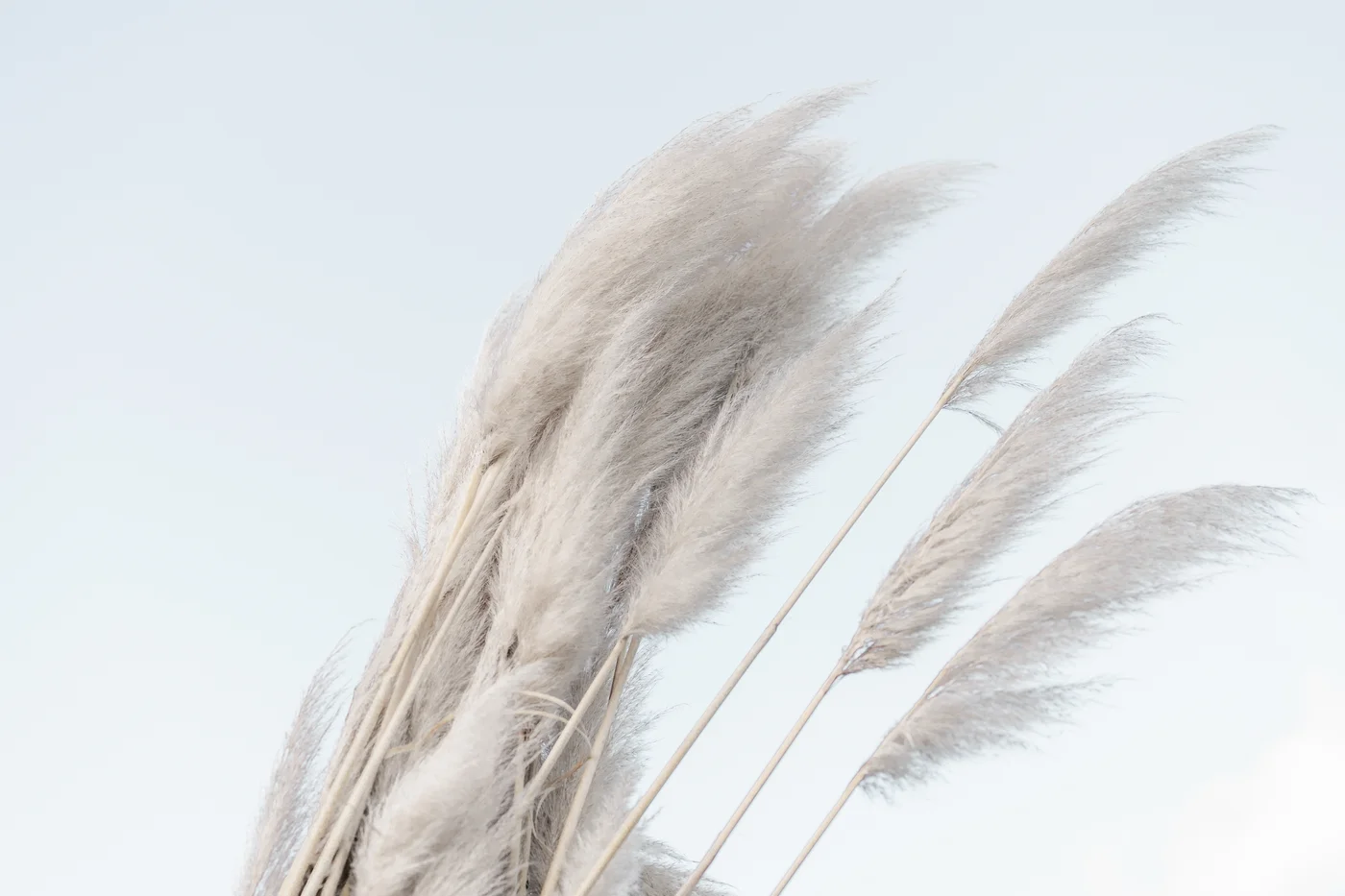 Weißer Farn wehend im Wind