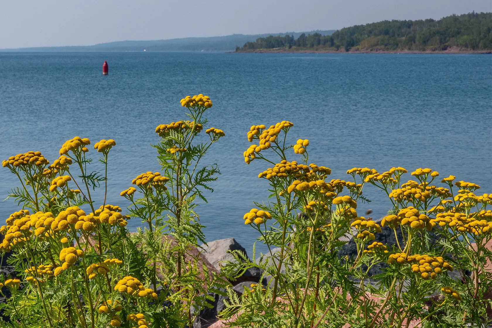 Headergrafik Blue Tansy