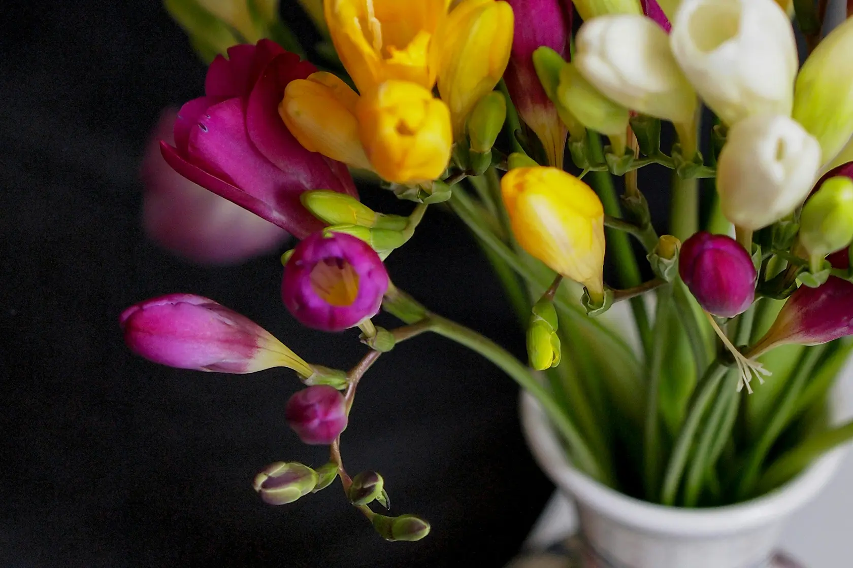 Headergrafik Freesie