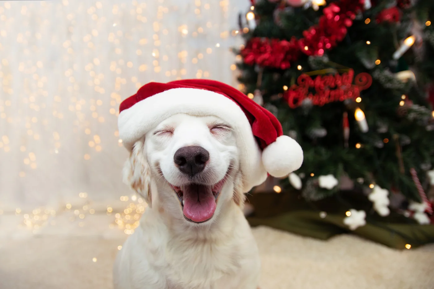 Weißer Hund mit Santa-Mütze vor einem Weihnachtsbaum - es scheint, als würde der Hund grinsen