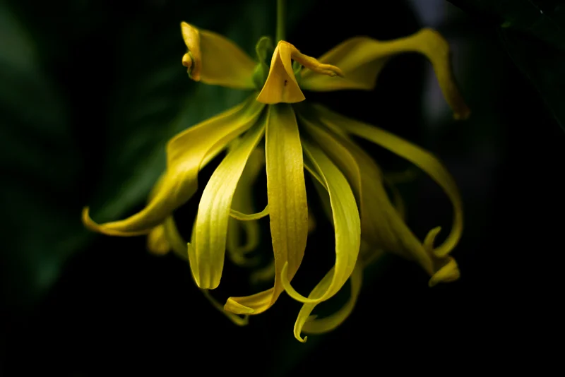 Ylang Ylang Blüte