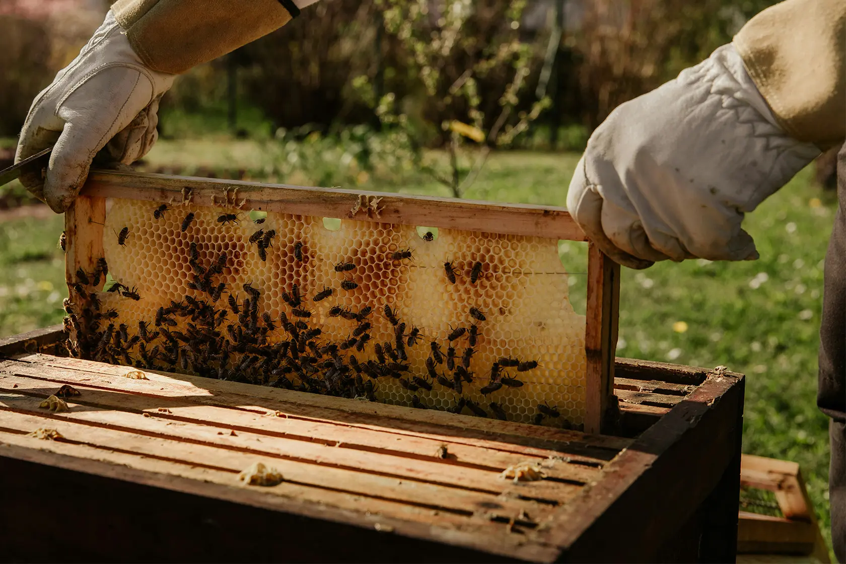 Headergrafik Propolis
