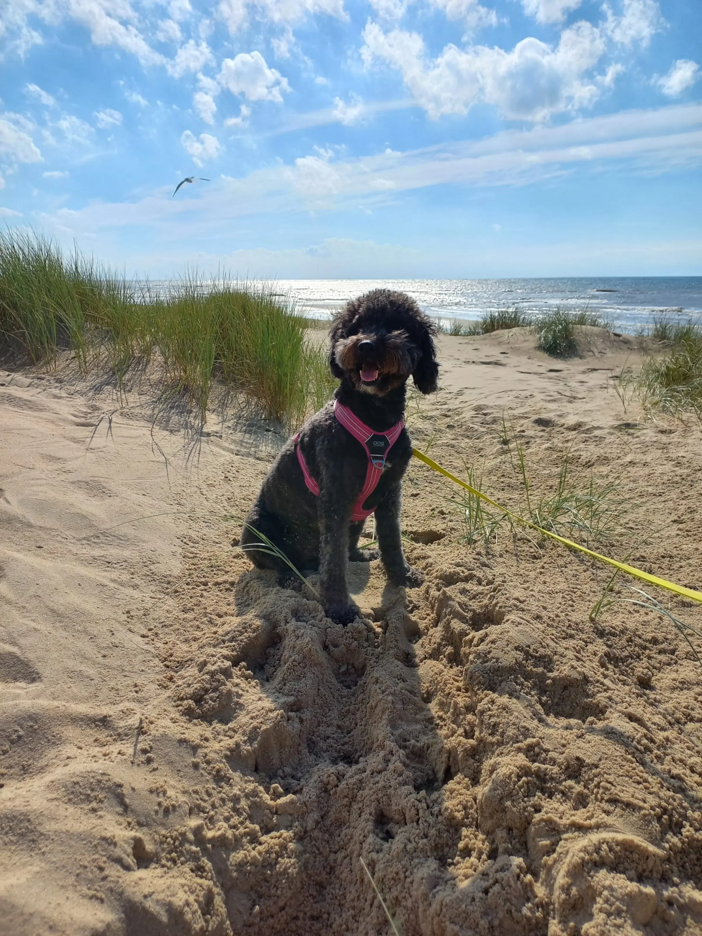 Schwarzer Hund am Strand