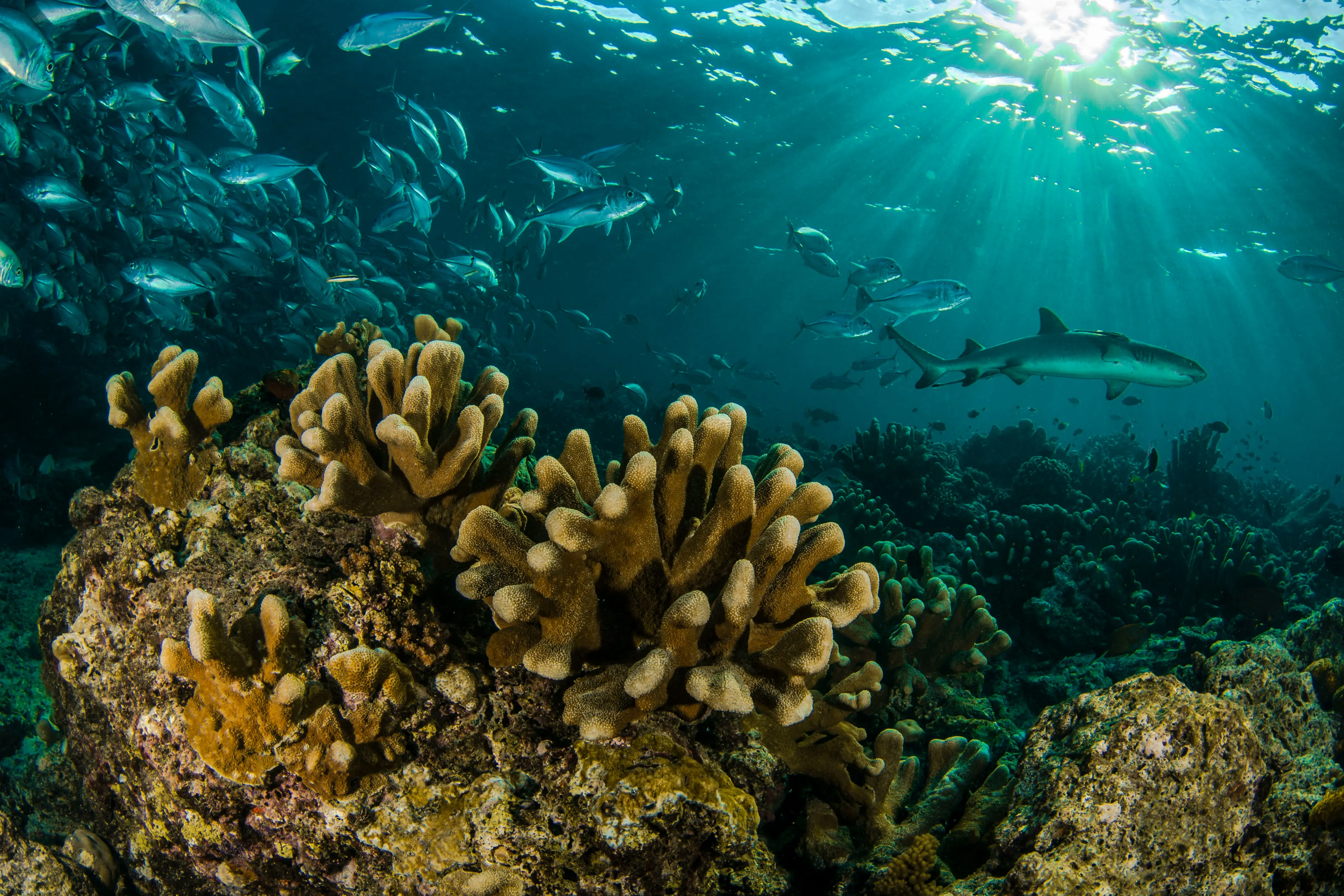 Headergrafik Reef friendly