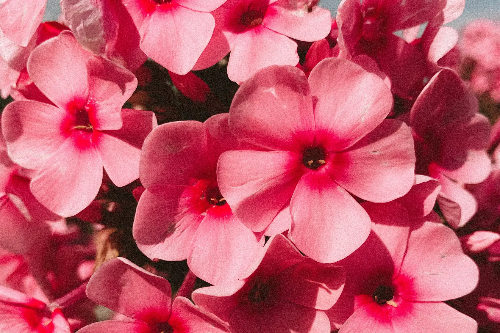 Headergrafik Geranie