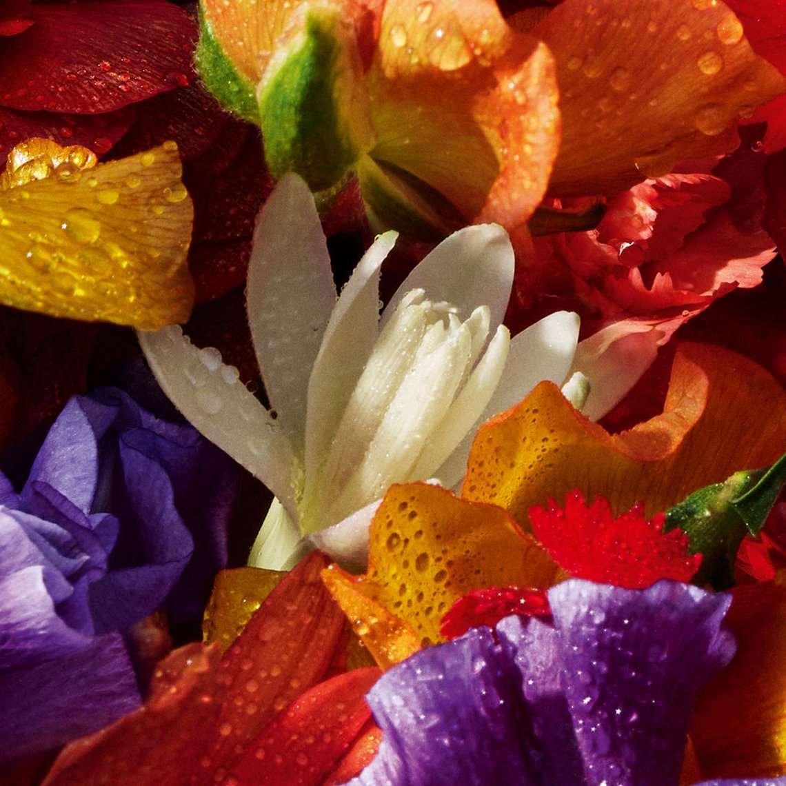 Makro-Aufnahme von taufrischen Blütenblättern in Weiß, Violett und Orange als visuelle Darstellung der Duftbausteine von Guerlain Florabloom Forte.