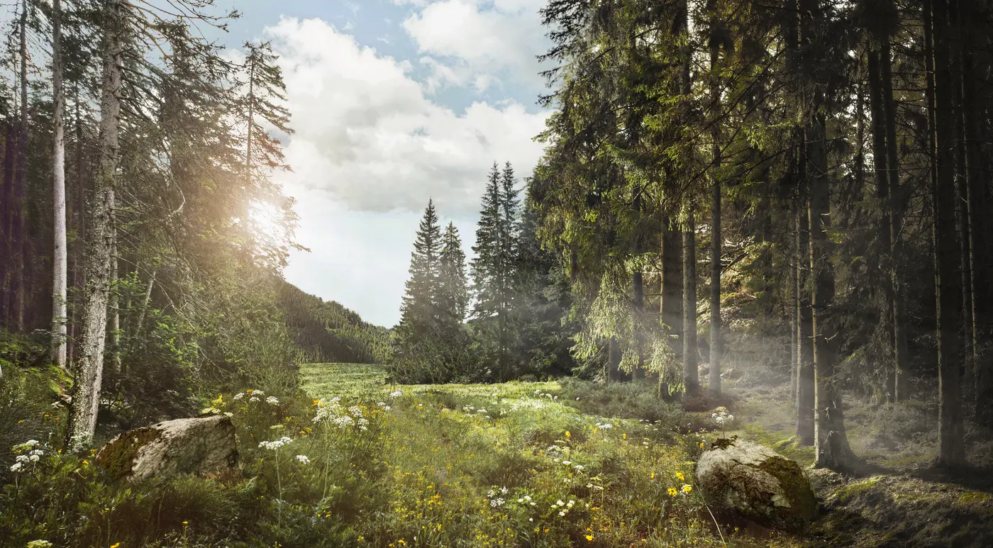 Wald
