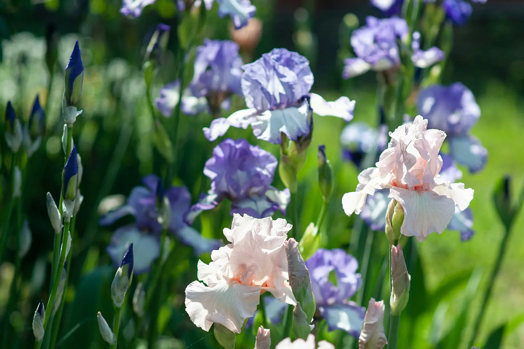 Headergrafik Iris