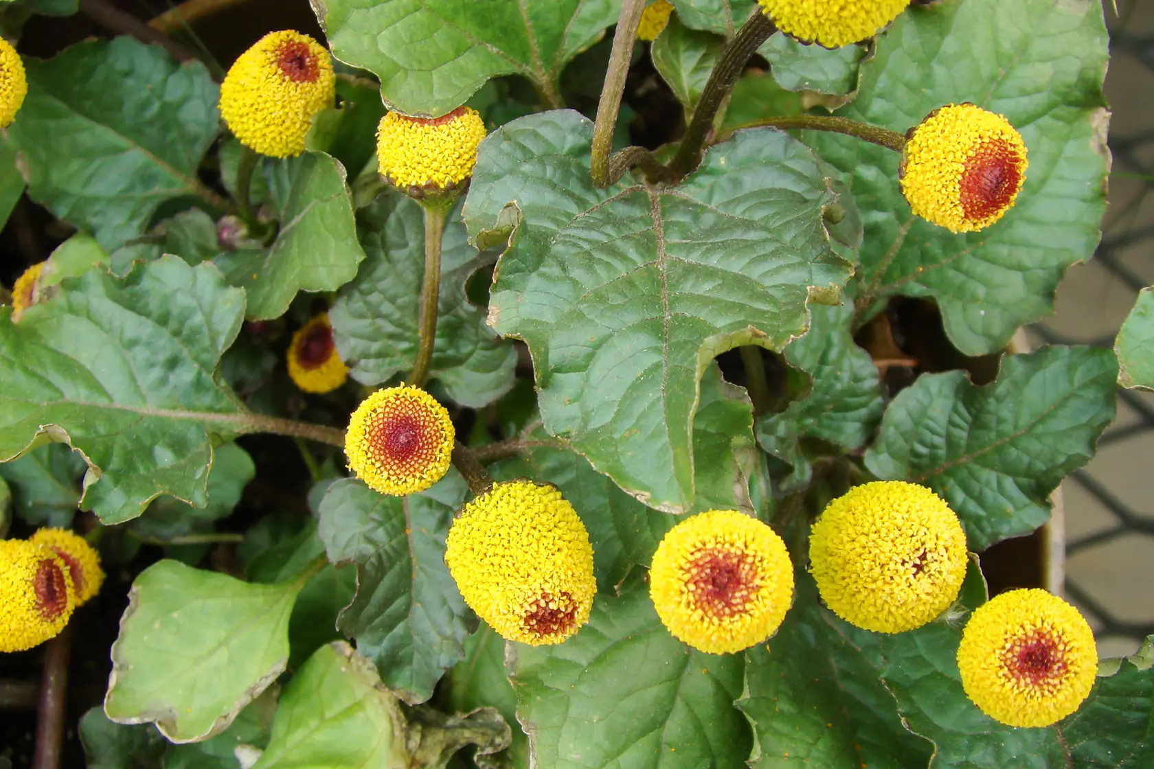 Headergrafik Parakresse