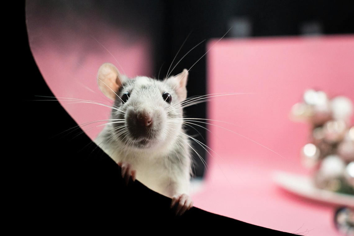 Maus im Labor Maus im Labor