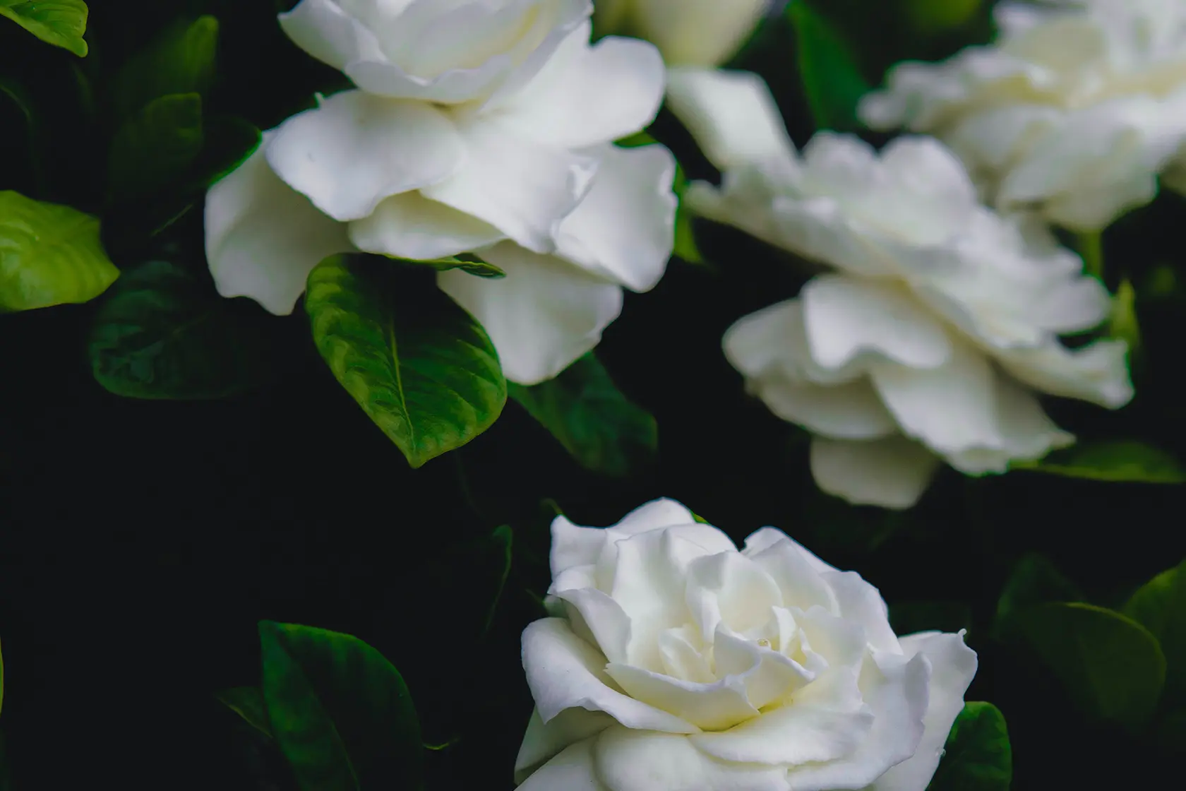 Headergrafik Gardenie