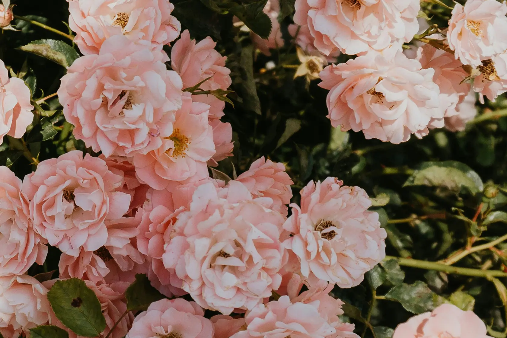 Headergrafik Türkische Rose