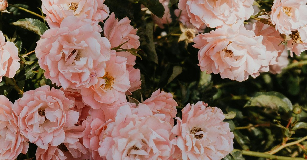 Turke Rosa Türkische Rose| Beautypedia