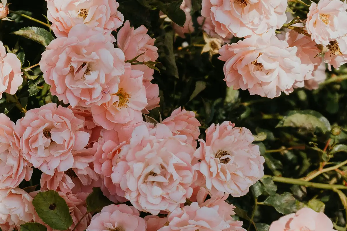 Headergrafik Türkische Rose