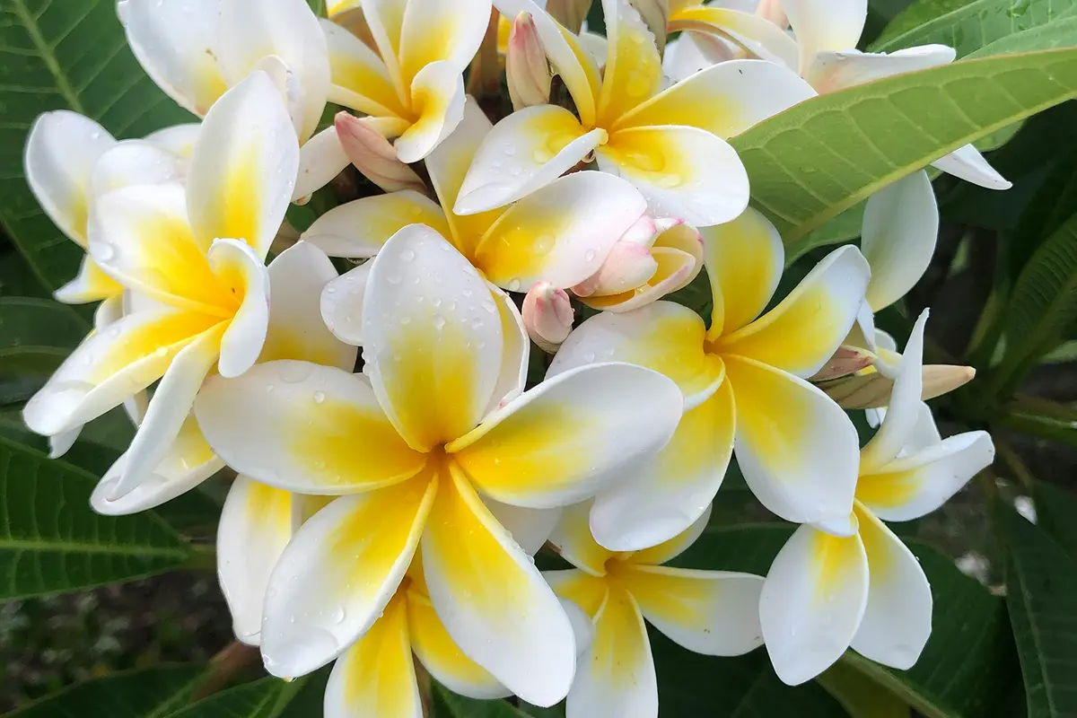 Headergrafik Plumeria
